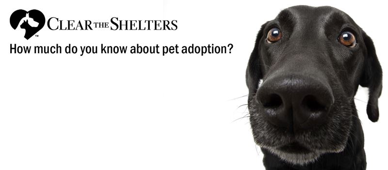 How Much Do You Know About Pet Adoption? - Nexstar