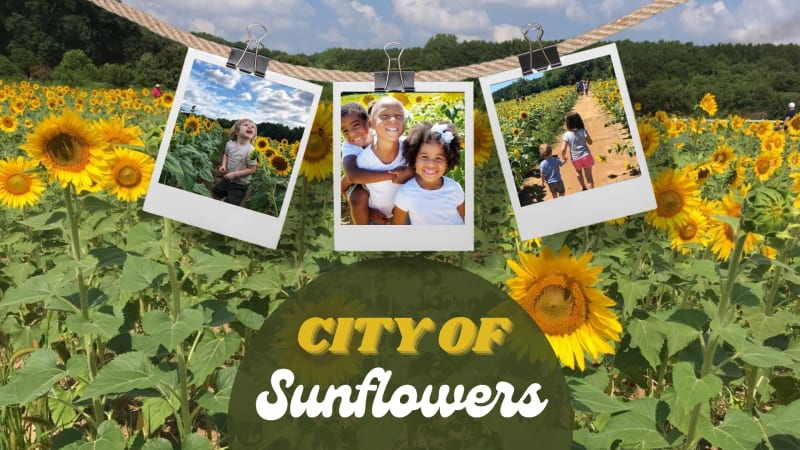 City of Sunflowers 2022