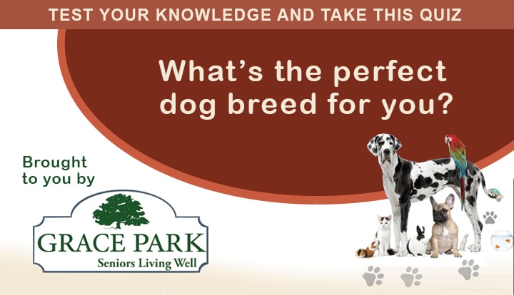 What's the Perfect Breed of Dog for you?