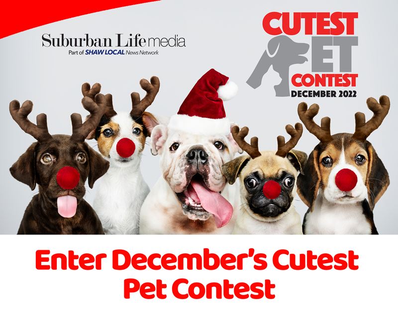 My Suburban Life December Cutest Pet Contest