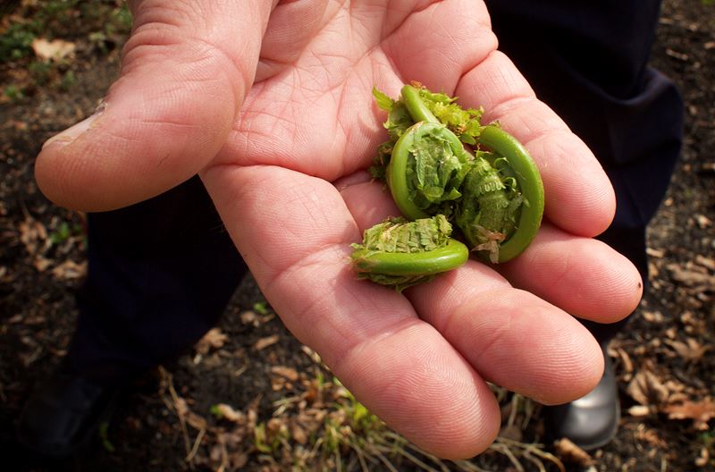 Can you eat that plant? A quiz for Maine foragers