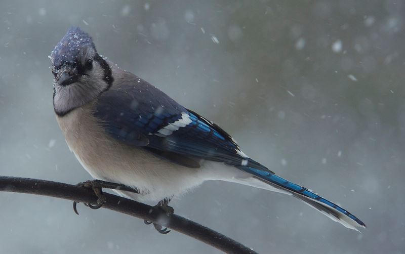 A birder's quiz: Can you name these Maine birds?