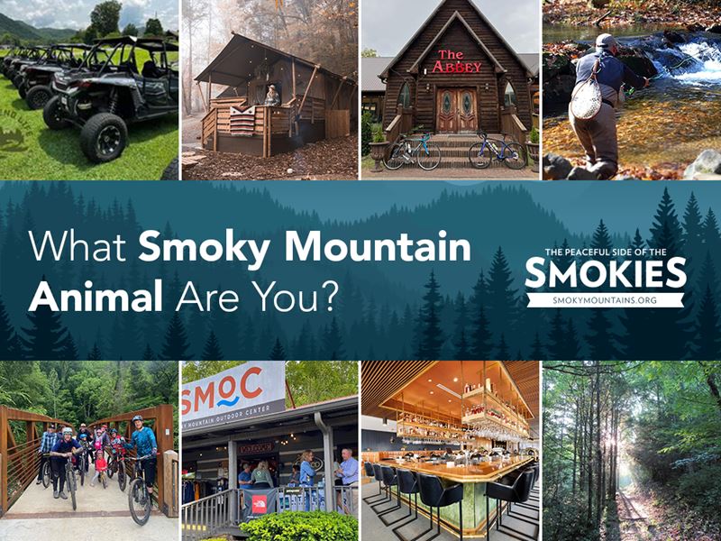 Smoky Mountain Animal