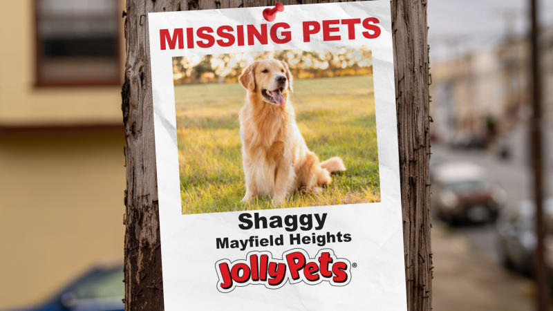 FOX 8 Missing Pets 2024