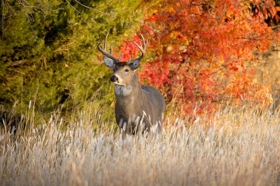 Wisconsin Big Buck Gallery Appleton PostCrescent