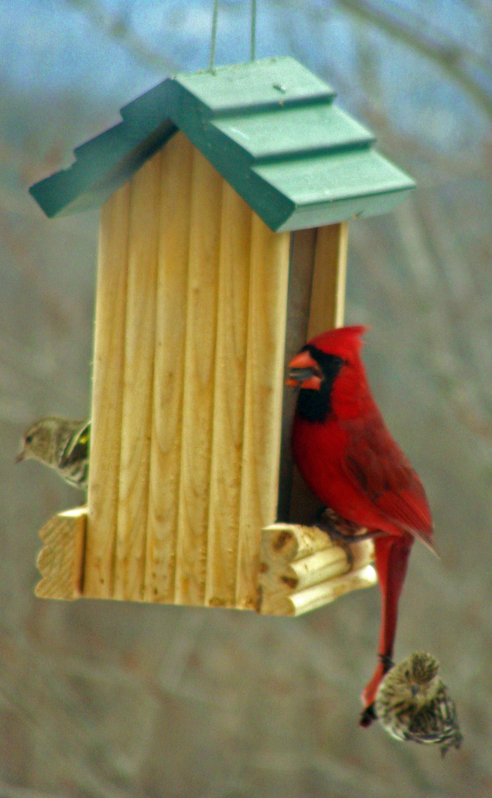 Wild Birds Photo Contest Weny News