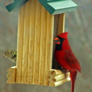 Wild Birds Photo Contest Weny News
