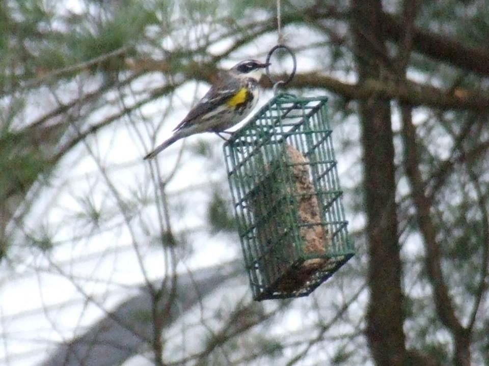 Wild Birds Photo Contest Weny News