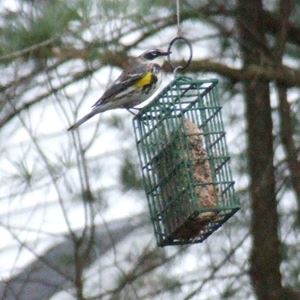 Wild Birds Photo Contest Weny News