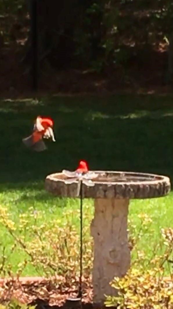 Wild Birds Photo Contest Weny News