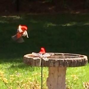 Wild Birds Photo Contest Weny News
