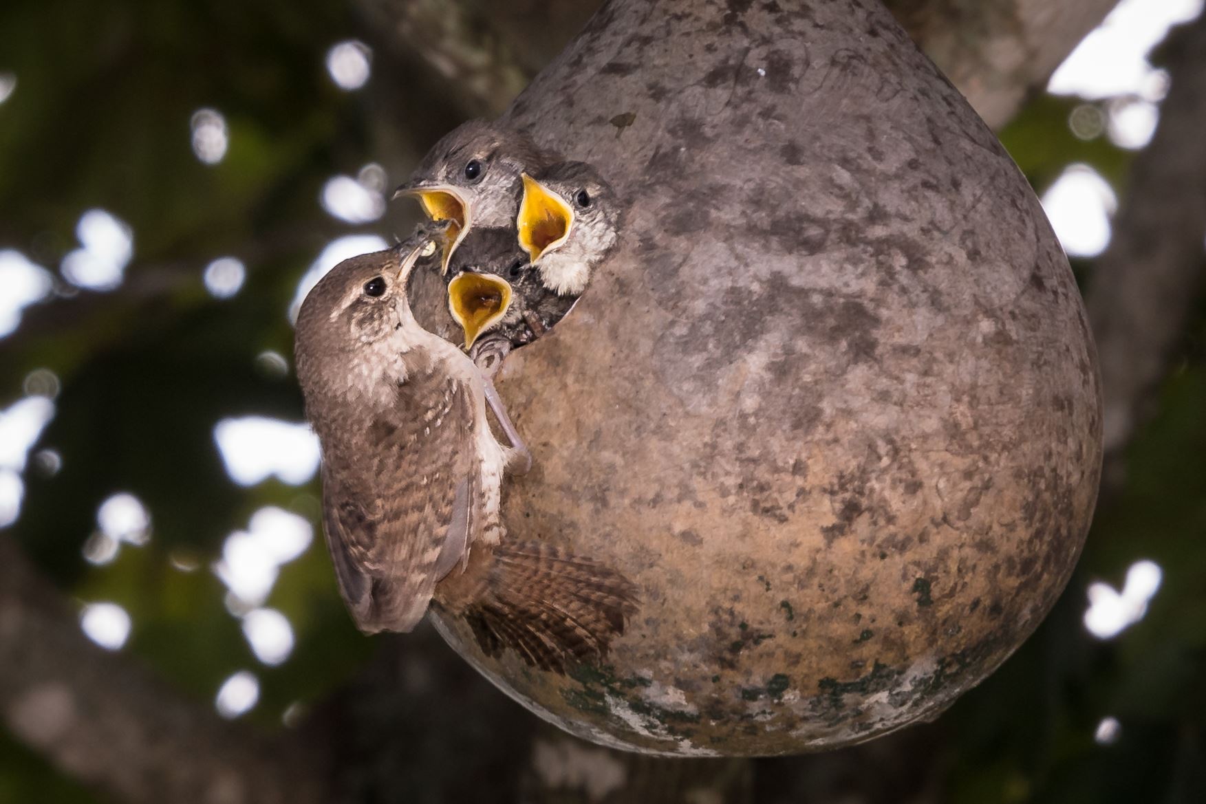 Wild Birds Photo Contest Weny News