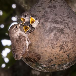 Wild Birds Photo Contest Weny News