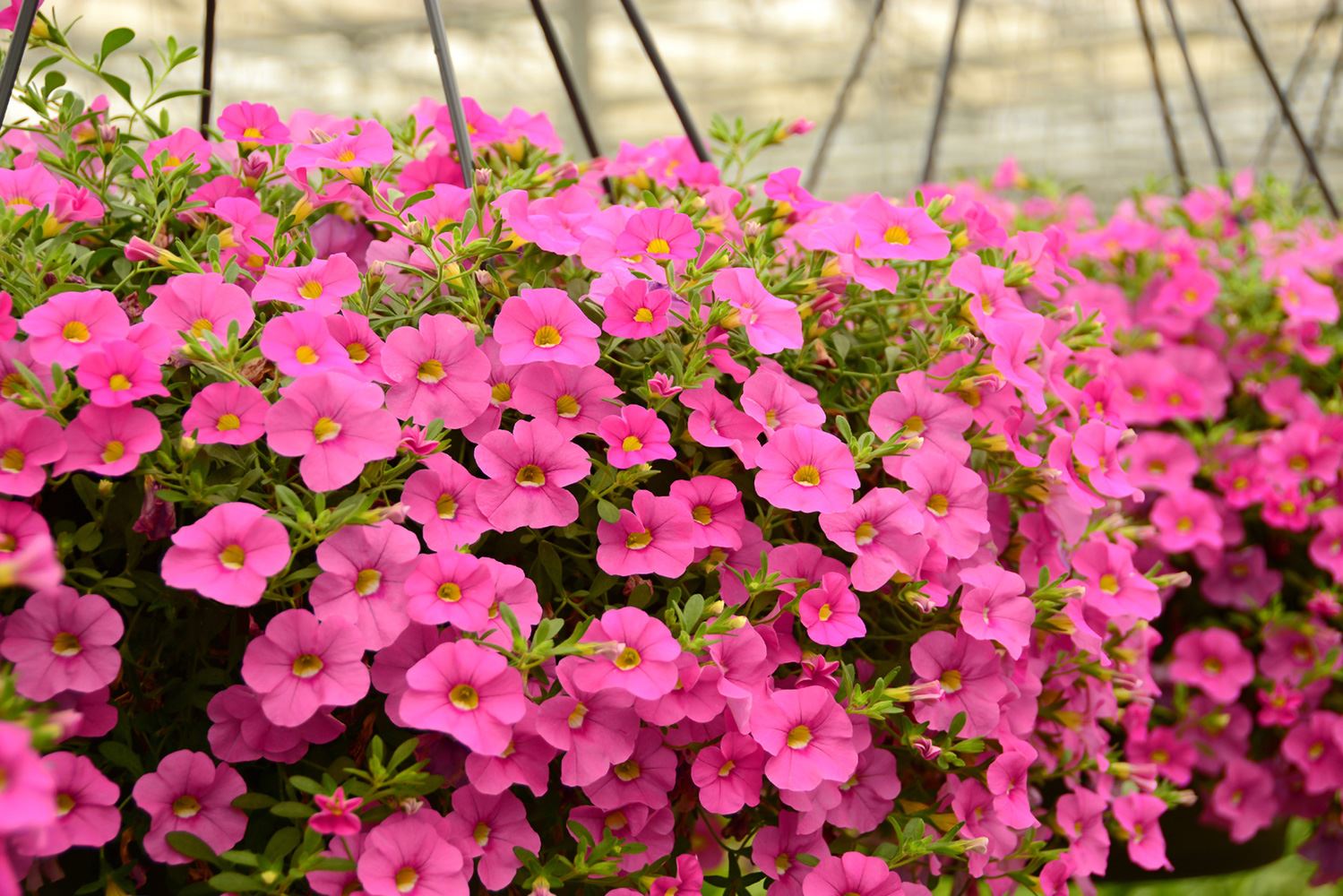 Seaney Farms Hanging Basket Giveaway