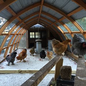 Our Coolest Coops Photo Contest Is Back Backyard Poultry