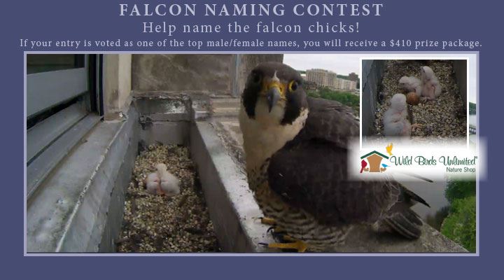 Girl Name Name The Falcons Contests And Promotions