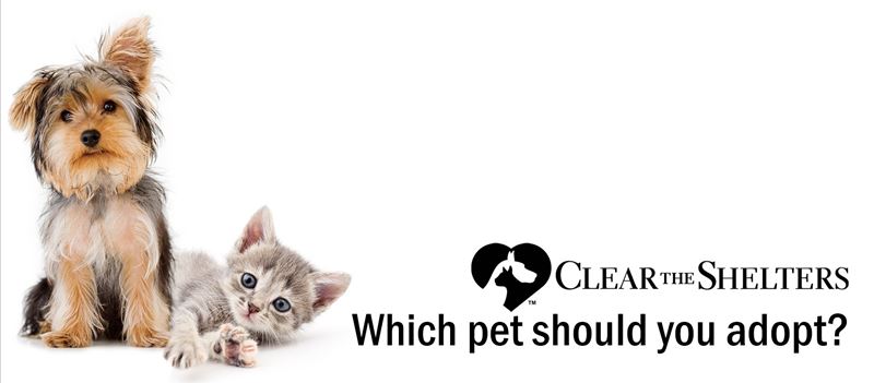 Which Pet Should You Adopt? - Nexstar