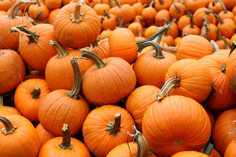 Carolyn's Pumpkin Patch - Quiz