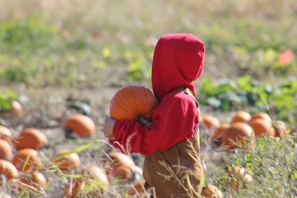 Dull's Tree Farm and Pumpkin Harvest