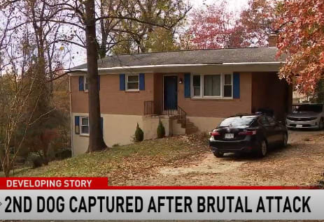 Police tried to get two large dogs off of the victim and then fired shots when the pit bulls wouldn't let up. 