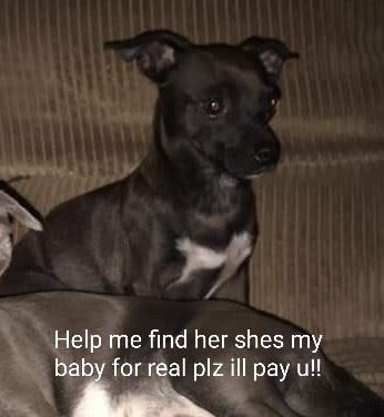 animal lost and found near me