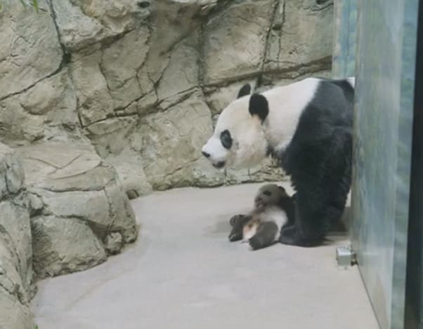 Baby panda explores outdoor enclosure at zoo