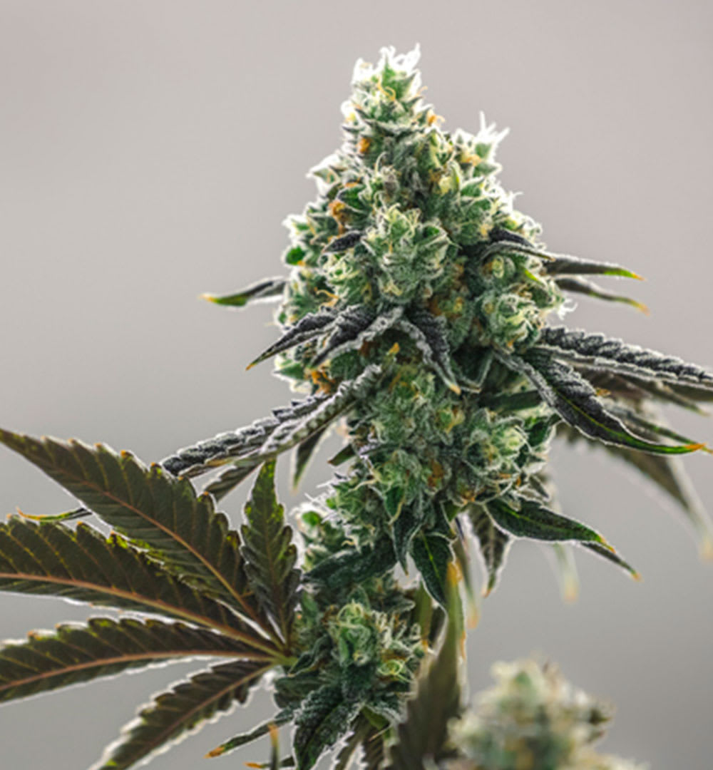 How Black Domina Cannabis Seeds Review can Save You Time, Stress, and Money.