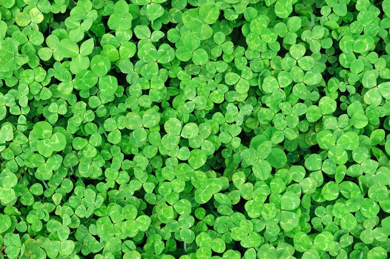 St. Patrick's Day: How lucky are you?