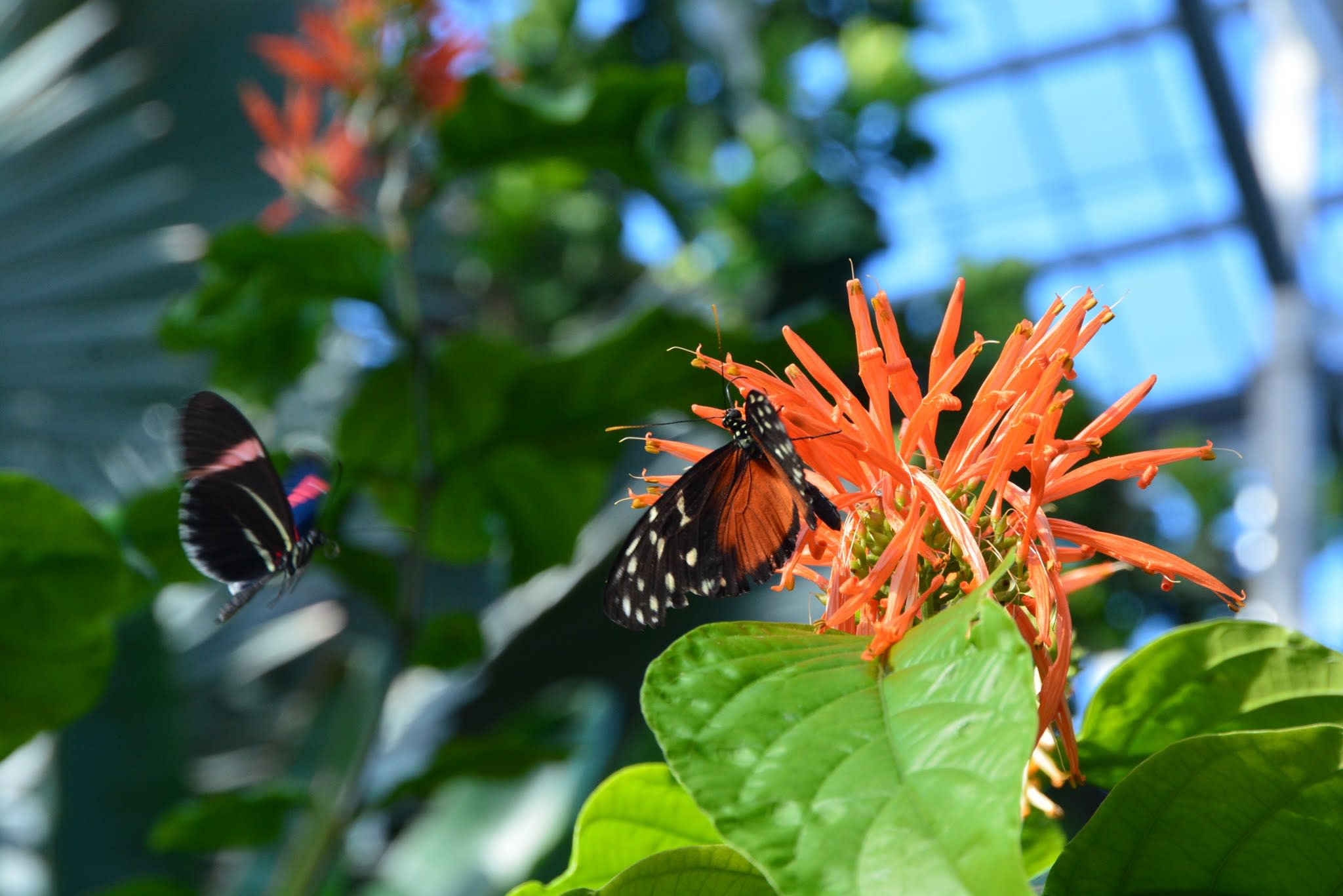  Meijer Gardens Butterflies are Blooming