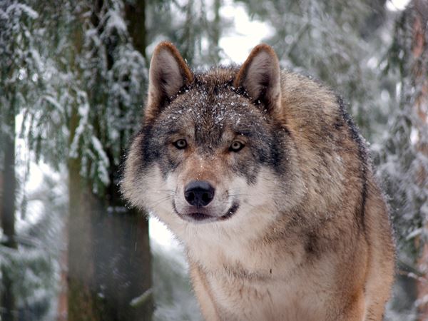 Grey wolf