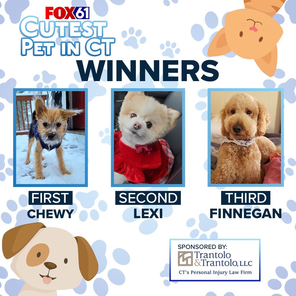FOX61 Cutest Pet in CT Contest | fox61.com