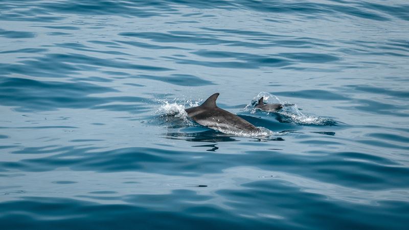 Dolphin watching in the Lowcountry | CHStoday