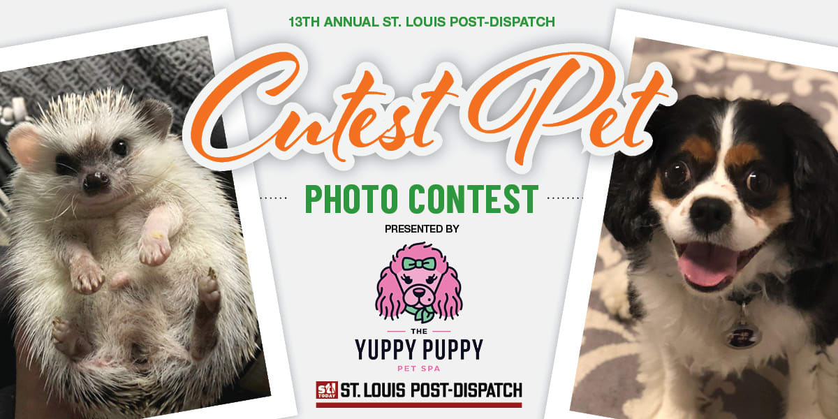 St. Louis Post-Dispatch 🐾 13th Annual Cutest Pet Contest | stltoday.com