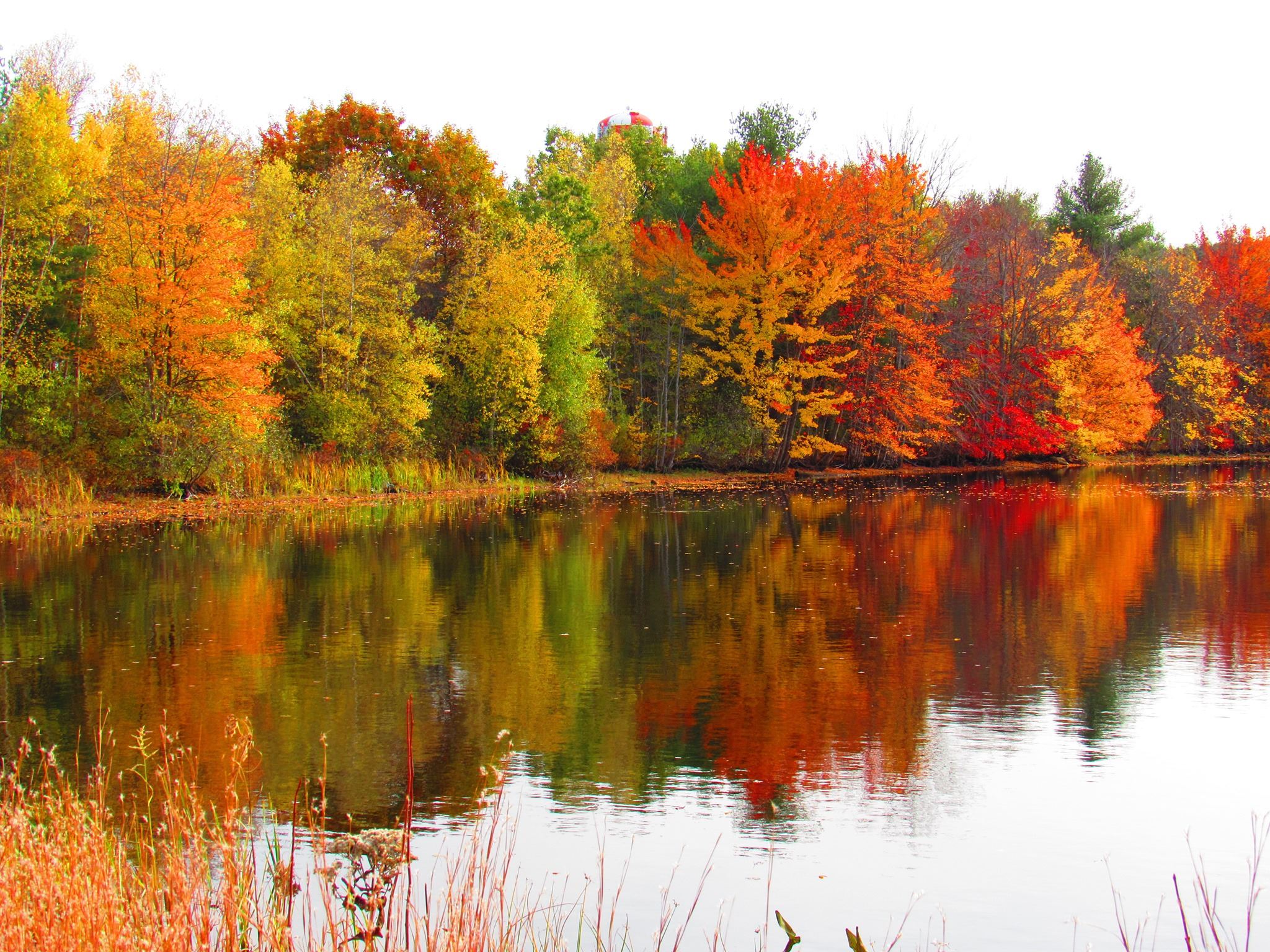 Fall leaves