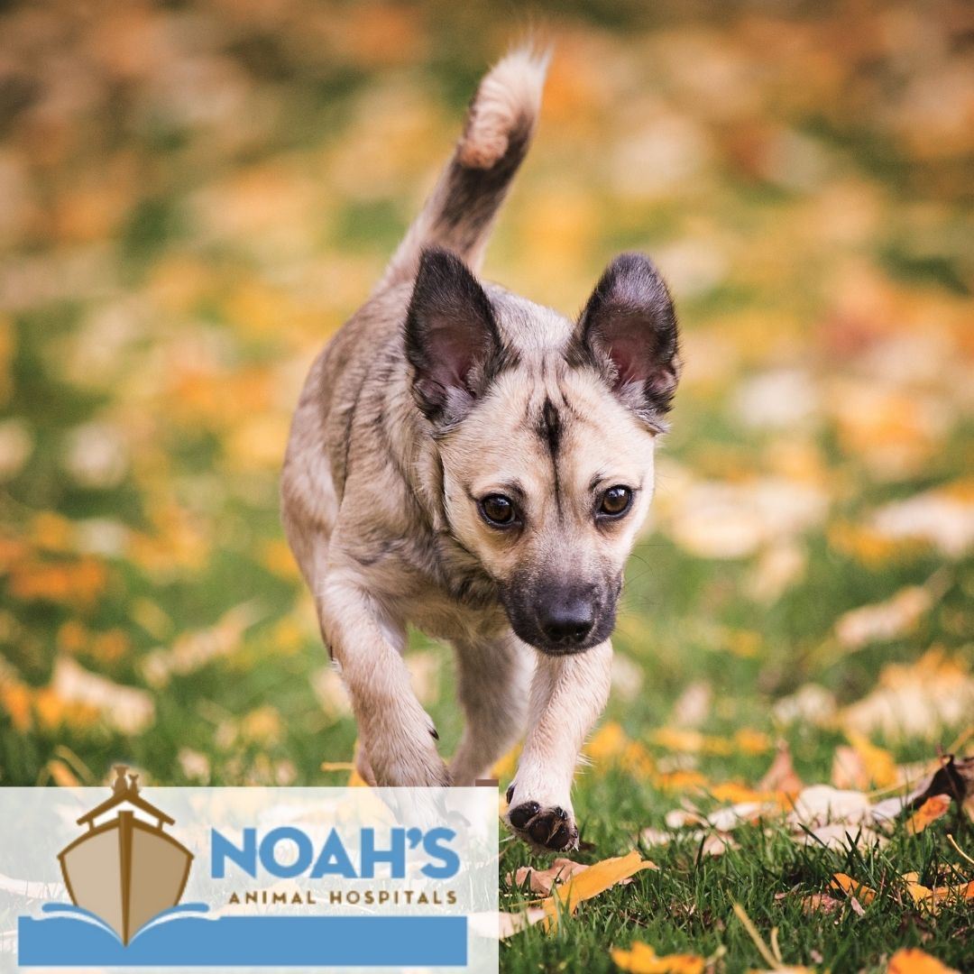 Noahs Animal Hospital