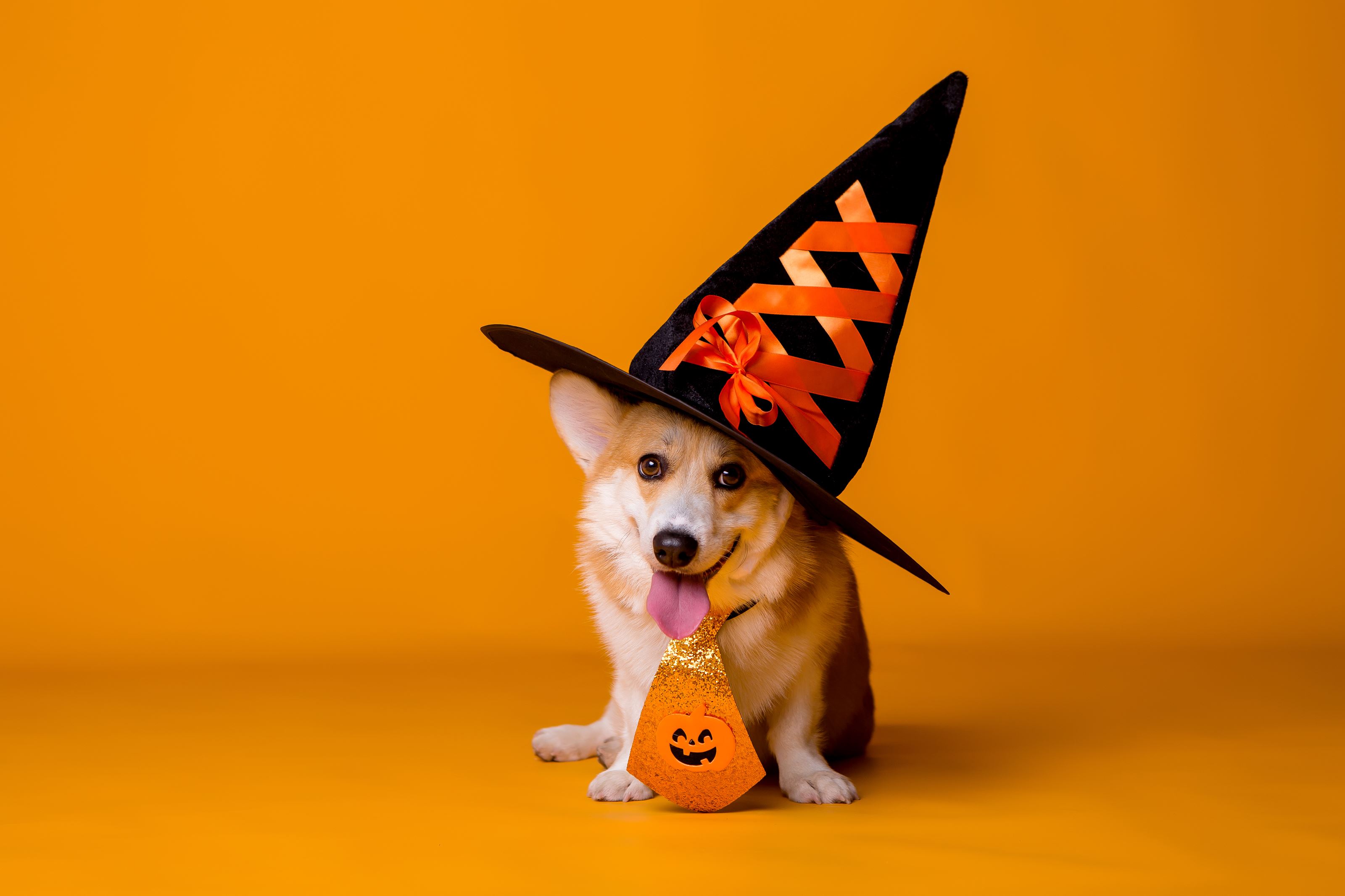 cute pets dressed up DaySmart
