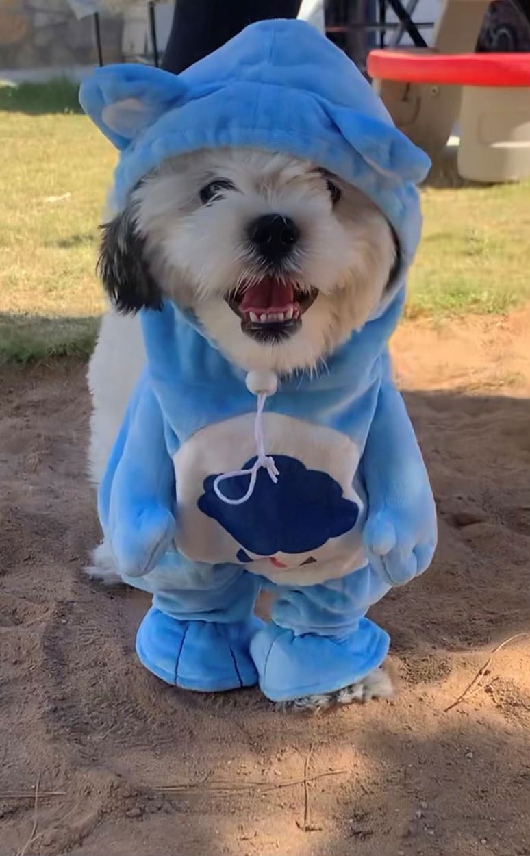 Lilo 2024 dog costume