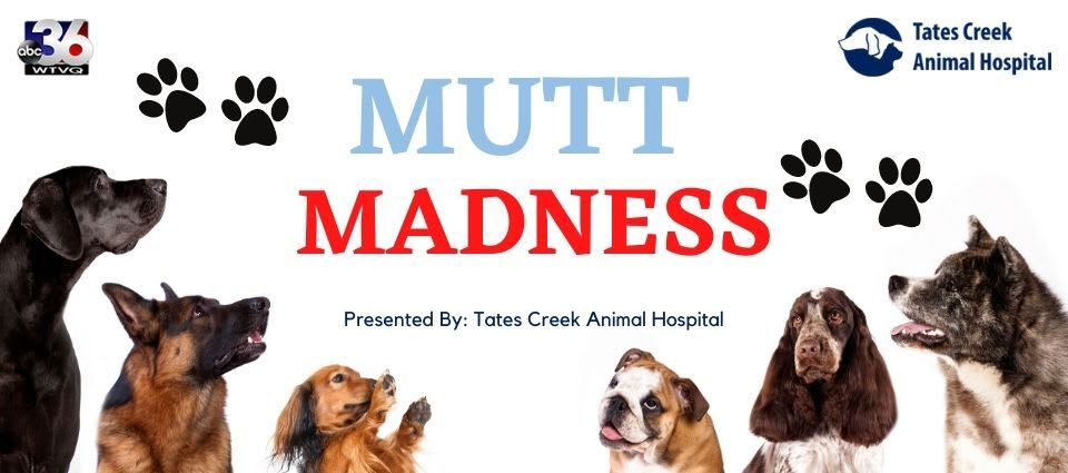 Mutt Madness - ABC 36 News