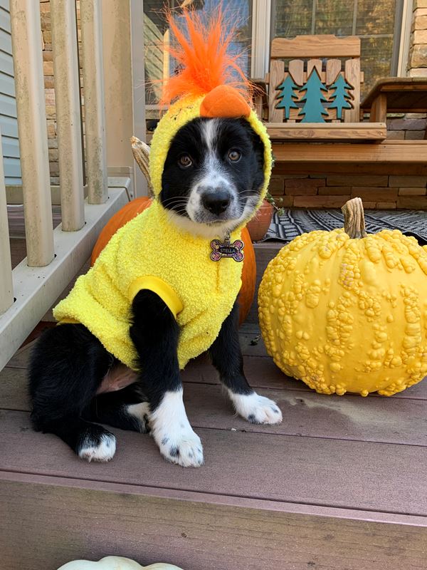 Winners of the Star Tribune Halloween Pet Costume Contest