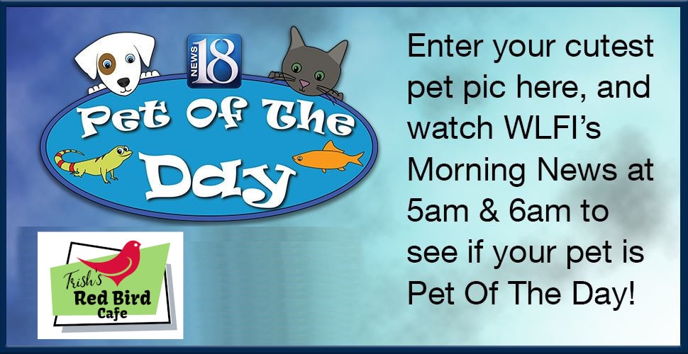 Pet of the Day