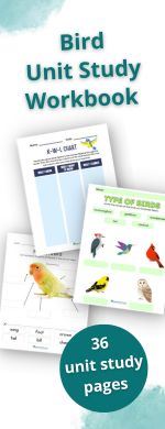 Birds of Prey unit study  Bird unit study, Birds of prey, Owl coloring  pages