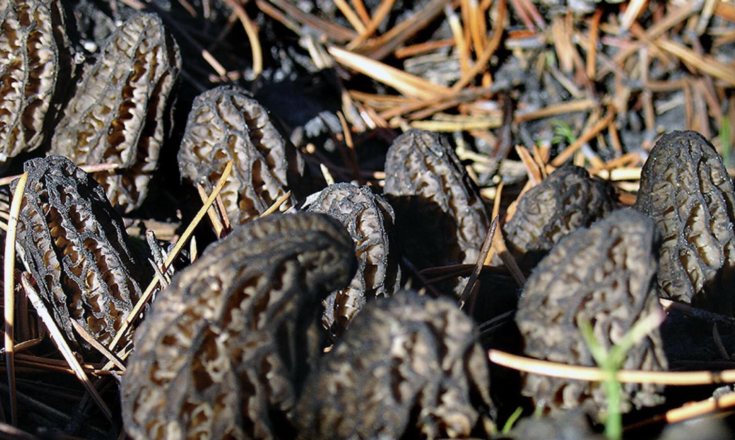 morels