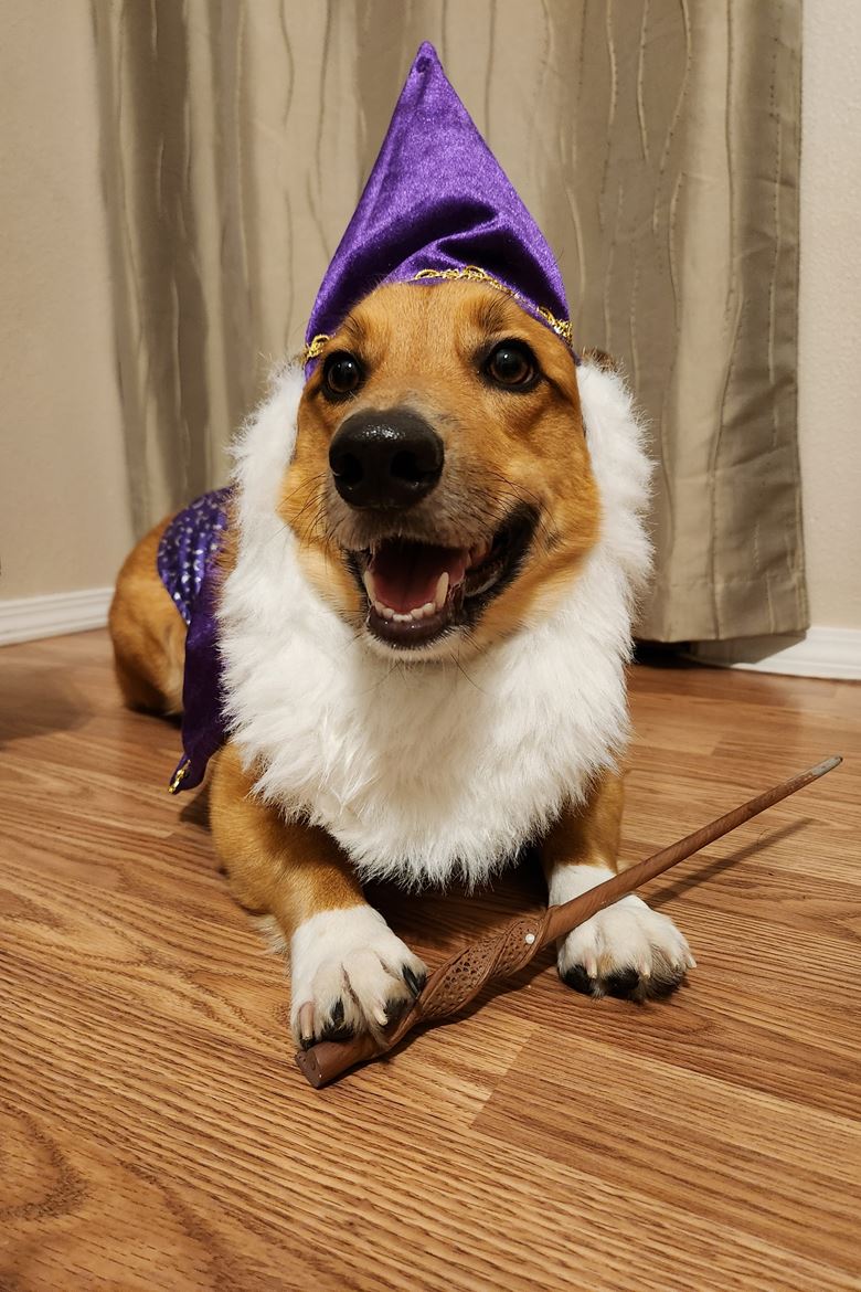 Jackson the Tornado Dog wins 16th annual Halloween costume contest