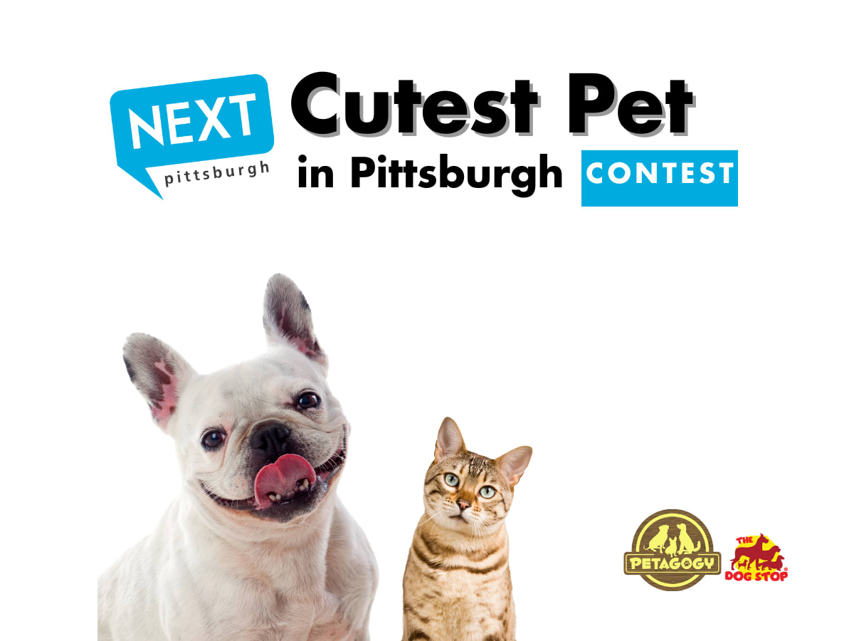 Pittsburgh's Top Dog Friendly Spots: Make It a Day With Your Furry