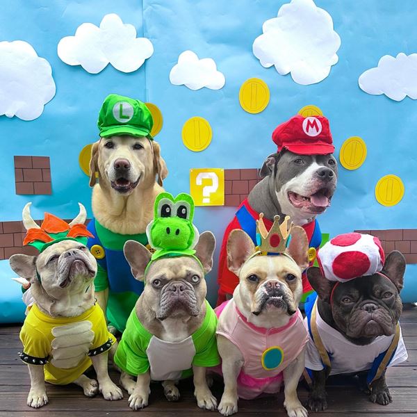 Luigi Dog Costume, Mario Kart Costume, Halloween Dog Costume, Costume for  Dogs 