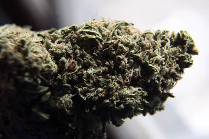 marijuana bud