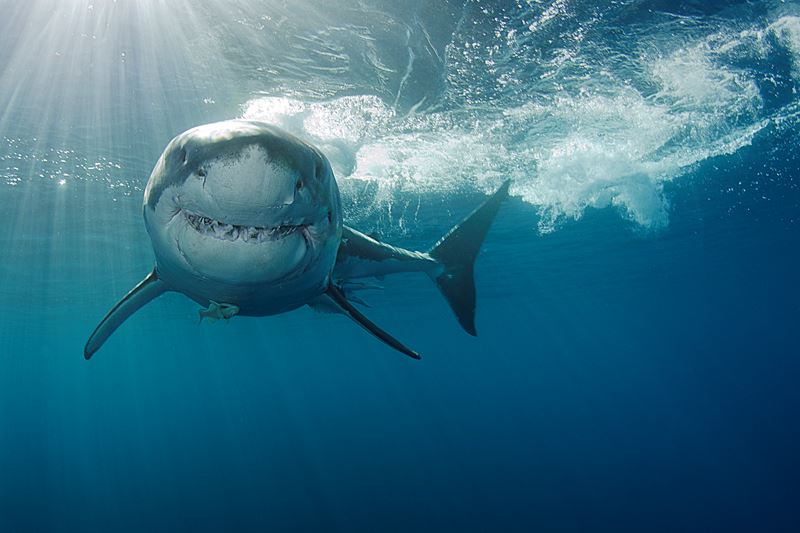 Test Your Shark Smarts