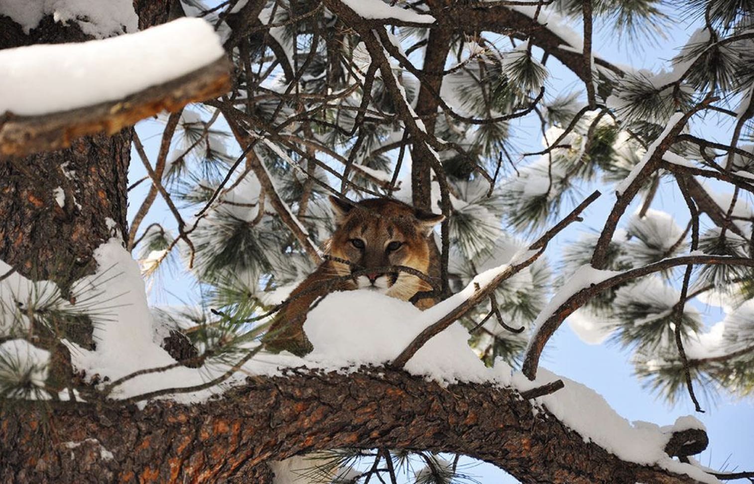 mountain lion