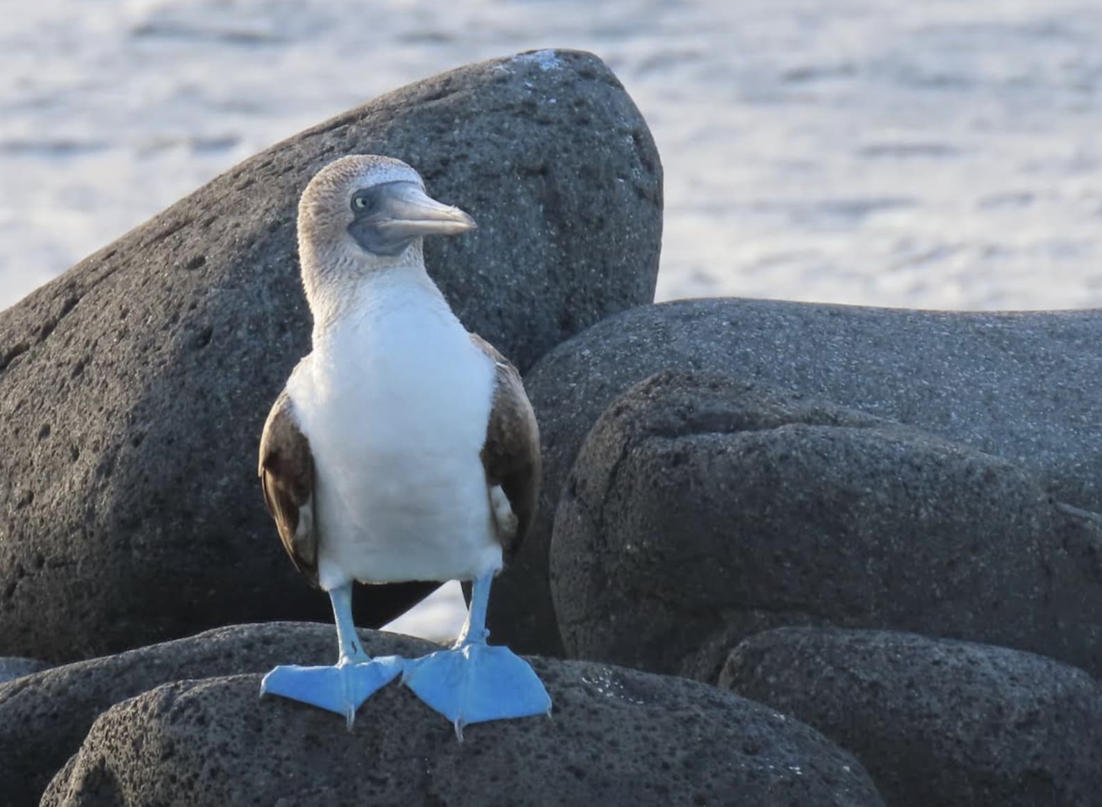 blue footed bobbie