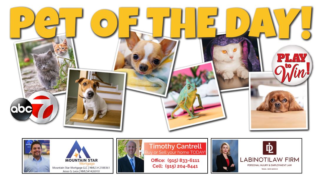 Pet of the Day Feature on ABC 7 at 4 KVIA